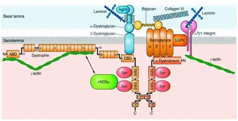 The Dystrophin Glycoprotein Complex Dgc In A Skeletal Muscle Cell