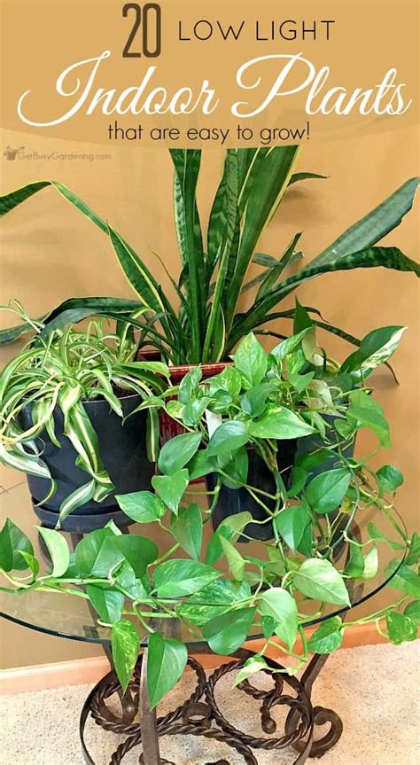 Low Light Indoor Plant List: 20 Houseplants That Are Easy To Grow