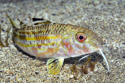 Salmonete de roca Mullus surmuletus Canal del Área de Tecnología