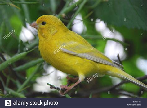 Singing Canary Stock Photos & Singing Canary Stock Images - Alamy