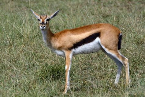 Thomson Gazelle Maasai Mara Game Reserve Kenya Stock Photo Image Of