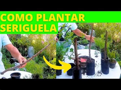 Como Plantar Ser Guela F Cil E R Pido Youtube