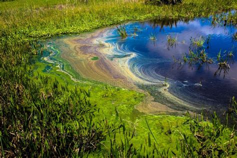 Pollution And Algae In The Wetlands Stock Photo Image Of Closeup