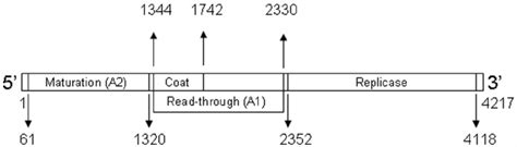 Genetic Map Of Bacteriophage Q B The Map Shows The Genes For The 4