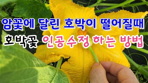 맷돌호박꽃 인공수정하는방법 ️암꽃에 달린 호박이 그냥 떨어질때 호박꽃 인공수정인공수분하는 간단한 방법 Youtube