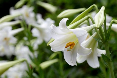 Liliales | Characteristics, Classification, & Facts | Britannica 