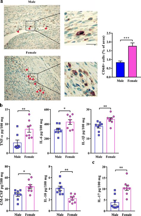 Sex Differences In The Abundance Of Cd68 Cells And Cytokines Download Scientific Diagram