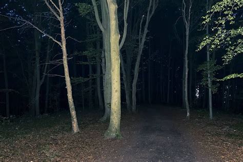 Path To Dark Forest Night Background Images, HD Pictures and Wallpaper ...