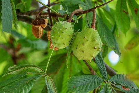 Chestnuts Chestnut Tree - Free photo on Pixabay - Pixabay