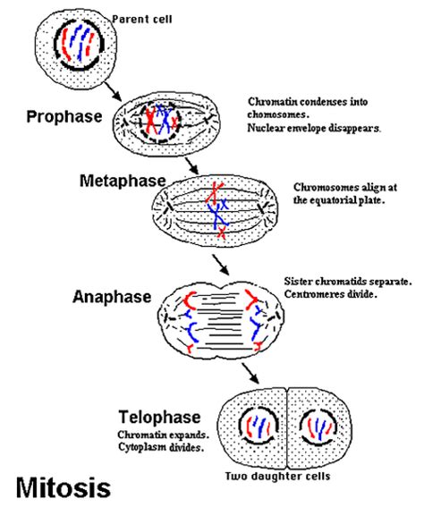 The Cell Cycle And Mitosis Notes Biology Mrs Mccomas