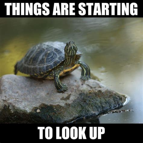 17 Cute Turtle Memes To Make You Smile or LOL