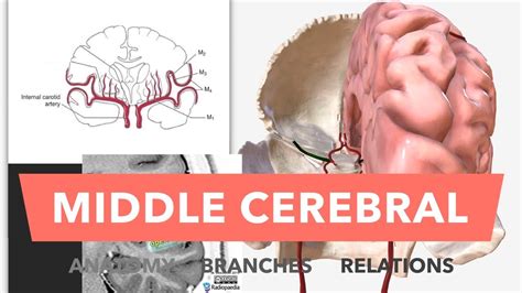 Middle Cerebral Artery Anatomy Branches And Relations Youtube