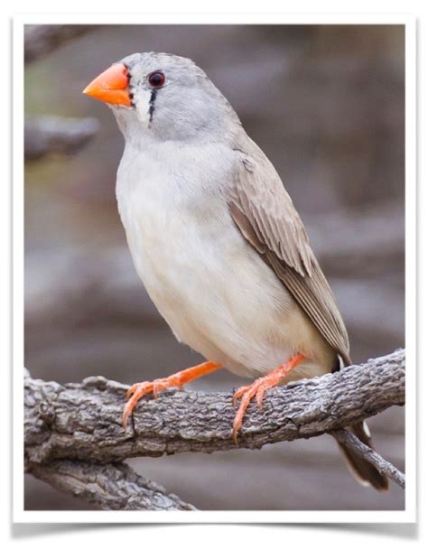 Buy Zebra Finch Normal Online Novan Birds For Sale