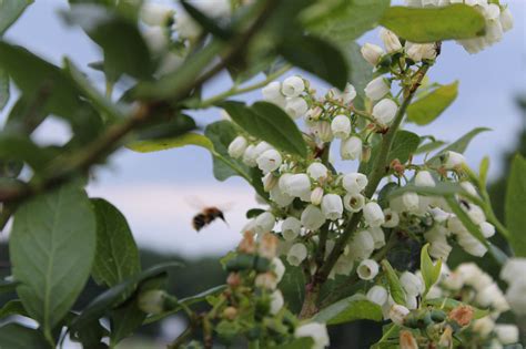 Heidelbeeren Meyers Spargel Beeren