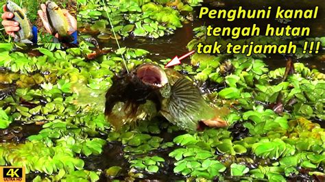 Papuyu Babon Tahunan Mancing Betok Babon Di Rawa Tengah Hutan