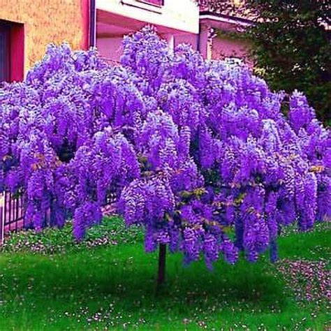 5 Chinese Blue Wisteria Sinensis Tree Seeds Fast Climber Flower Vine Hardy Plant