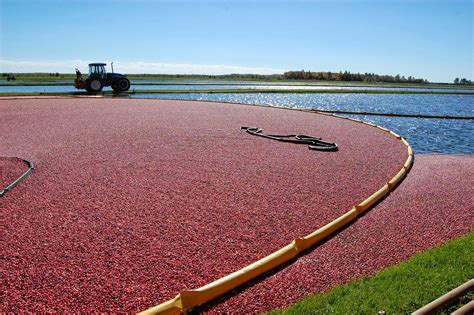 HINTZ'S HAPPENINGS: OCEAN SPRAY CRANBERRY BOGS