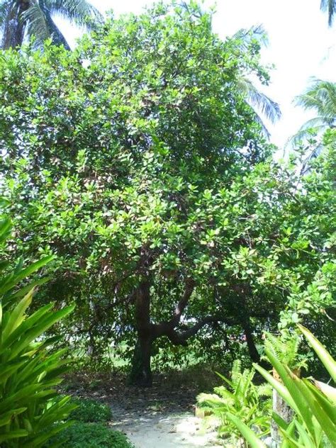 Cashew nut tree - hacfame