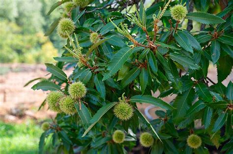 How To Grow And Care For Chestnut Trees Gardener’s Path