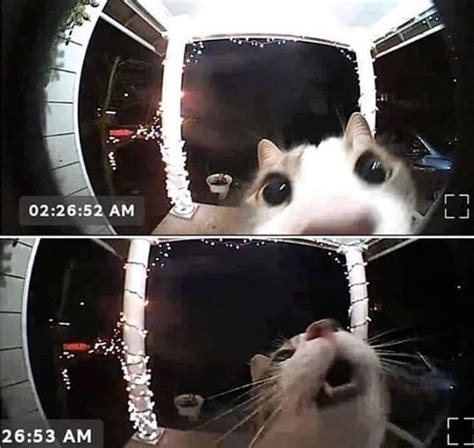 Cat Learned To Ring Doorbell To Be Let In R Oddlyterrifying