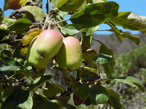 Free Images Apple Tree Branch Fruit Flower Orchard Food