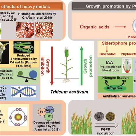 Sources of heavy metal pollution in the environment. | Download ...