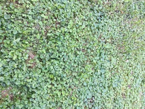 Ground Ivy Vining Plant Invasive Lawn And Garden Weed By The Gardener S Network