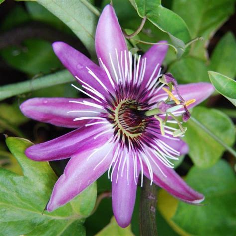 Fleur De La Passion Violette Vente Passiflora Violacea