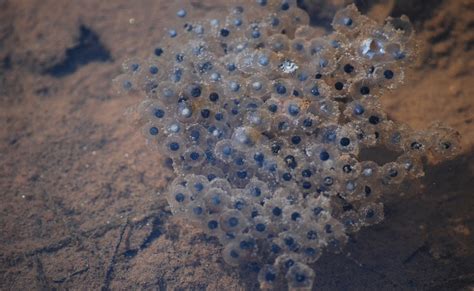 Jefferson Salamander Eggs