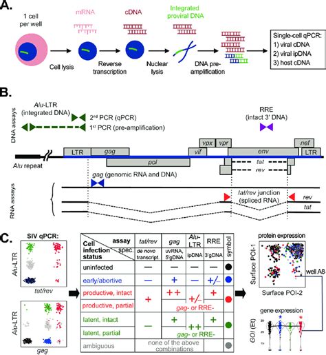 Multiplexed Rna And Ipdna Qpcr Approach To Identify Siv Infected Cells