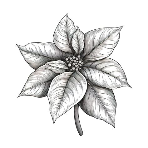 Flor De Pascua Navidad Dibujo Simple Png Dibujos Flor De Pascua Png Navidad Png Imagen Para