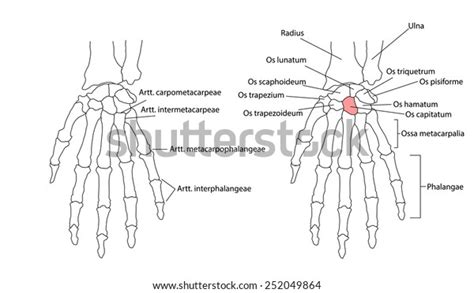 Bones Left Hand View Below Labeled Stock Vector (Royalty Free) 252049864 | Shutterstock