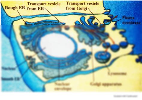 Solution Relationship Of Endoplasmic Reticulum With Golgi Complex New Doc 12 22 2022 22 20