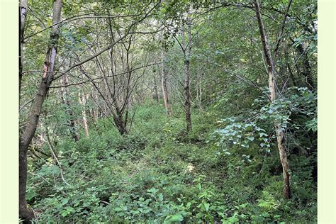 River Teifi Woodlands Abercych Pembrokeshire Wales And The Welsh