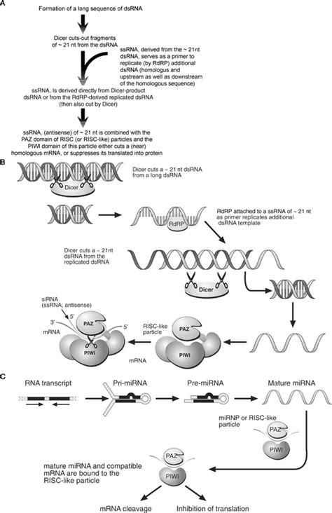 RNA SILENCING IN PLANTS 
