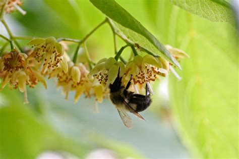 American basswood – Woody Plants of Ohio