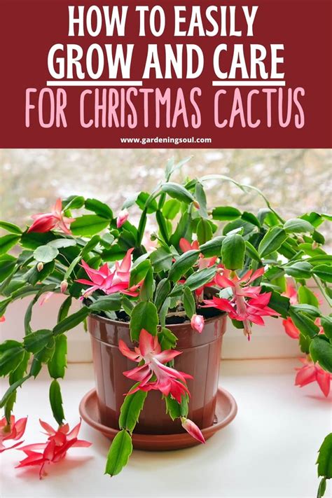 How To Easily Grow And Care For Christmas Cactus