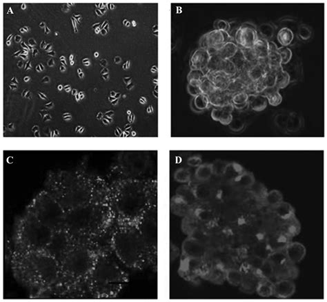 Effects Of Tachyplesin I On Human U251 Glioma Stem Cells