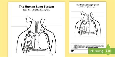 Lung Diagram Labelling Activity | Primary Resources | Twinkl