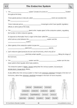 The Endocrine System Worksheet By Good Science Worksheets TPT