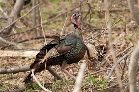 The Best Guide For Virginia Hunting Seasons - Know It All, 2018 - 2019