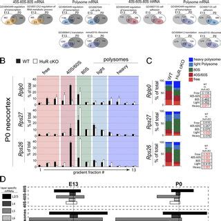 HuR Regulates The Polysomal Positioning Of Functionally Related MRNAs