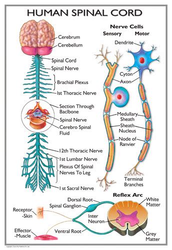 The Spinal Cord: Brain And The Spinal Cord