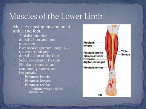 Ppt Chapter 6 The Muscular System Powerpoint Presentation Free