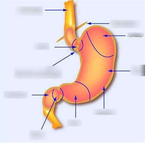 Sch Ma Les Diff Rents Parties De L Estomac Diagram Quizlet