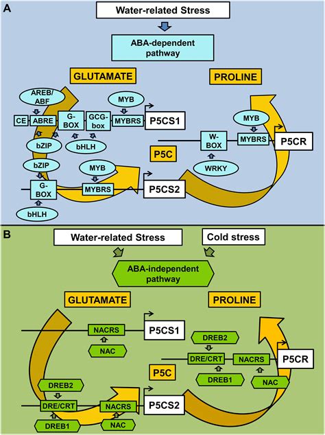 Frontiers Toward Unveiling The Mechanisms For Transcriptional