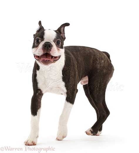 Dog: Black-and-white Boston Terrier photo WP42787