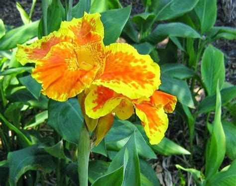 Different Types Of Orange Flowers With Names Pictures A Z