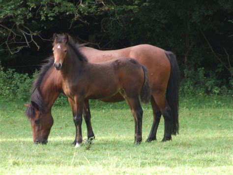 New Forest Pony Paardenrassen Nederlandsepaardenblog