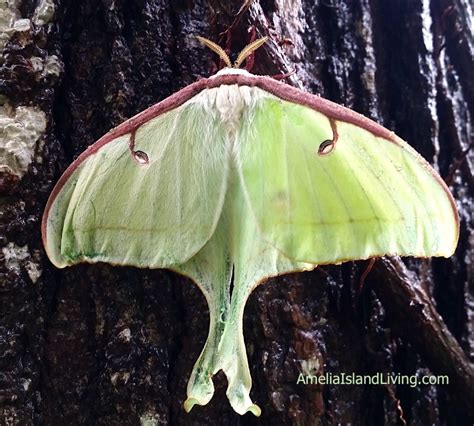 Giant Moth